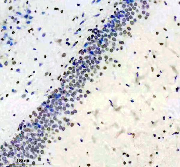 p00018 1 p sirt1 primary antibodies ihc testing 3