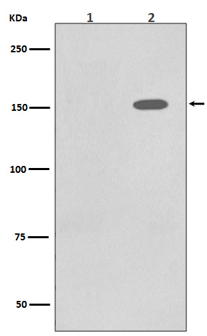 p00023 1 wb