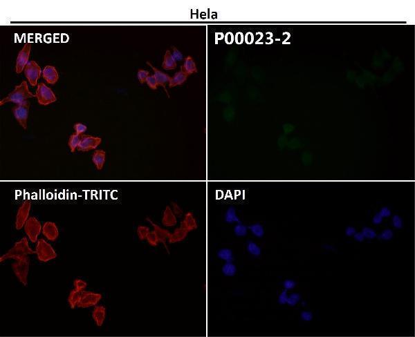 Immunofluorescent analysis using the Antibody at 1:50 dilution