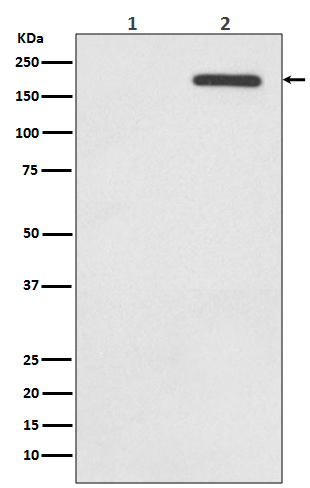 p00023 3 wb