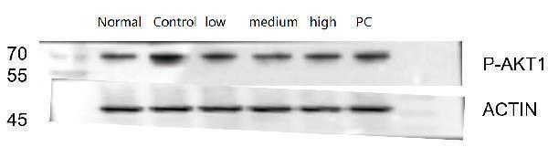 p00024 2 akt1 primary antibodies wb testing 2_1