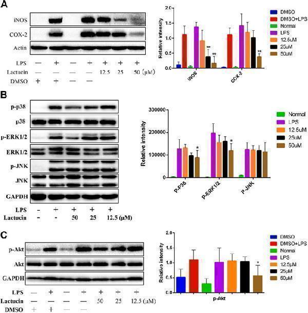 p00024 2 fphar 12 683613 g009