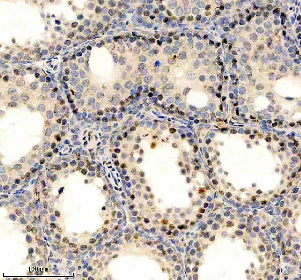 p00024 7 3 primary antibodies ihc testing 1