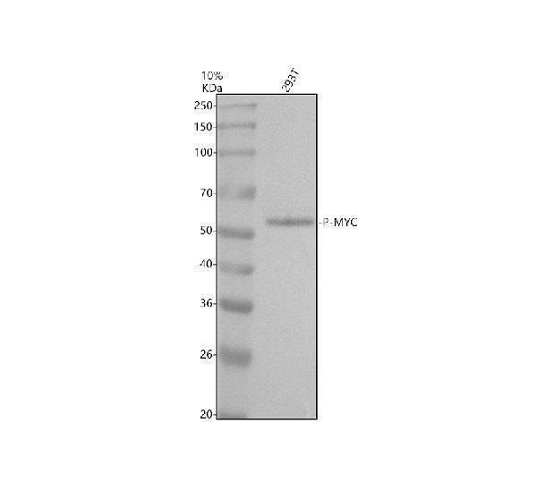 Western blot analysis of P-MYC using anti-P-MYC antibody (P00026-1)