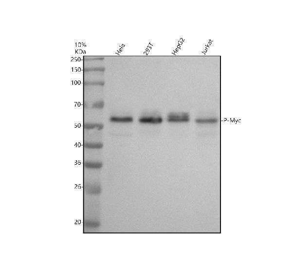 Western blot analysis of P-Myc using anti-P-Myc antibody (P00026)