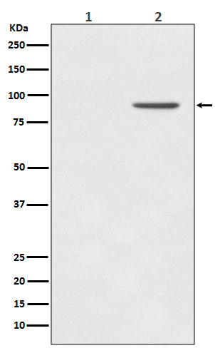 p00036 wb