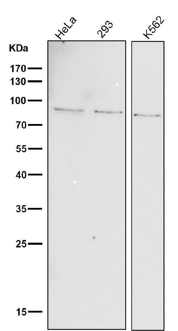 p00036 wb7