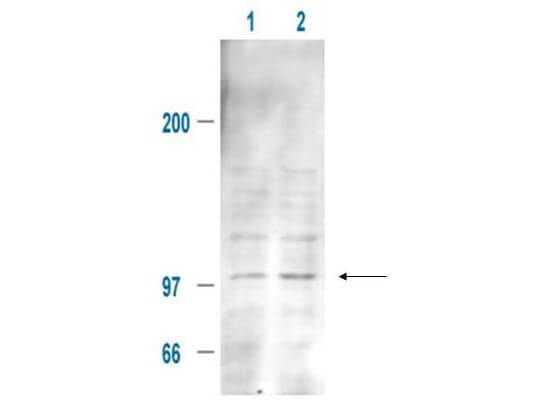 Affinity Purified Anti-MDM2 pS185 (Rabbit) is shown to detect a 102 kDa band  (arrow) corresponding to phosphorylated mouse MDM2 present in a 293T whole cell lysate