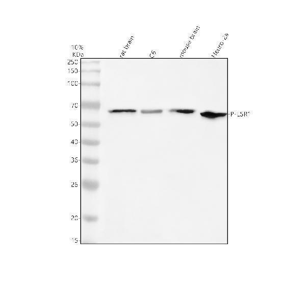 p00057 p esr1 primary antibodies wb testing 1