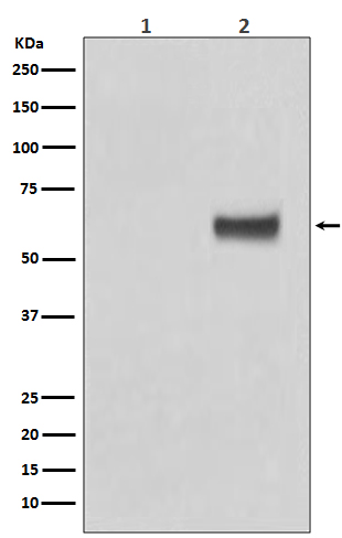 p00057 wb