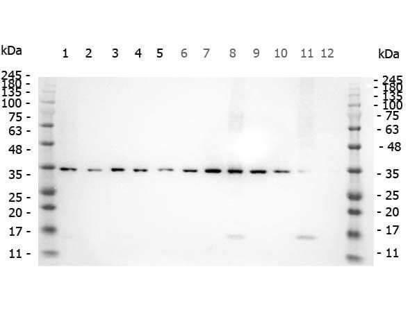 p00059 smad3 primary antibodies wb testing 2