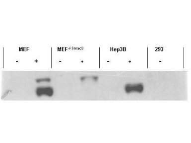 p00059 smad3 primary antibodies wb testing 3