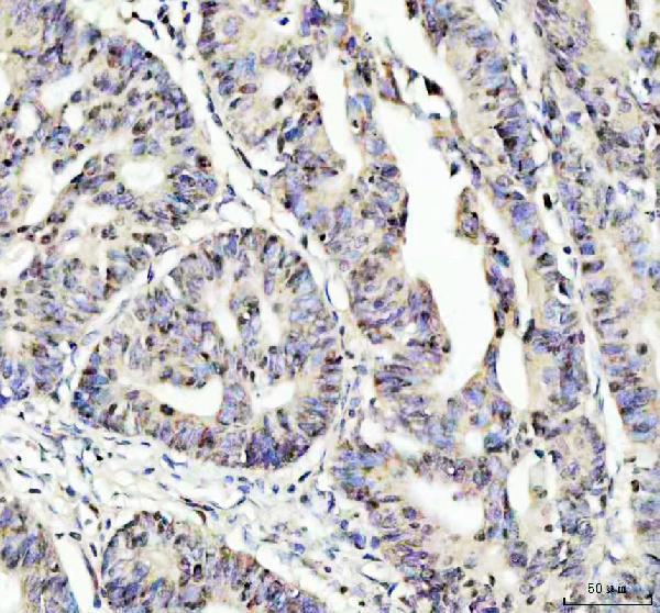 p00078 nrf2 primary antibodies ihc testing 2