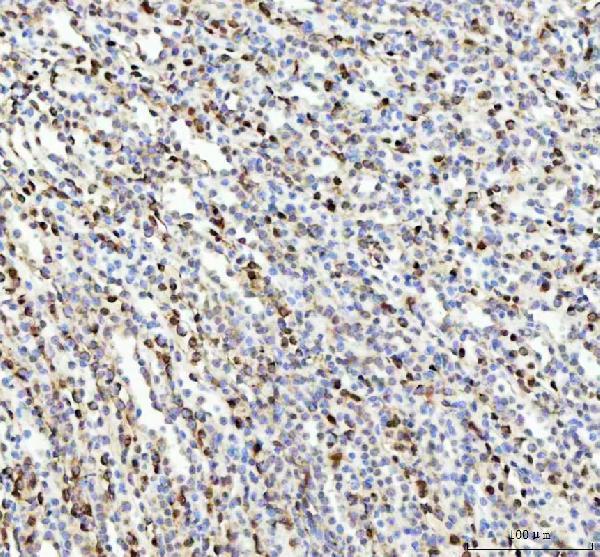 p00078 nrf2 primary antibodies ihc testing 3