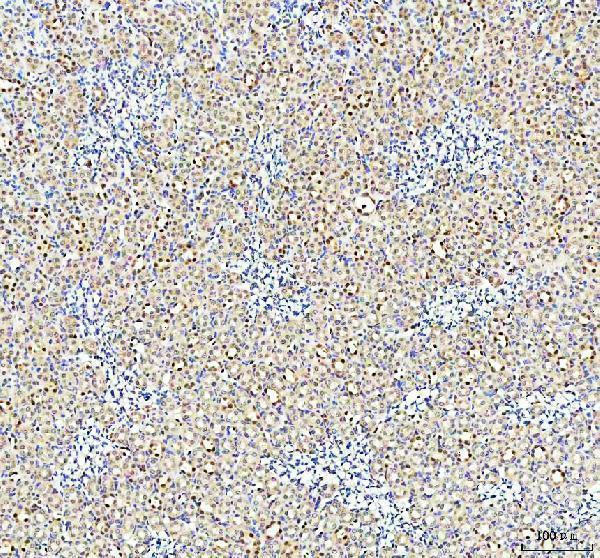 p00078 nrf2 primary antibodies ihc testing 4