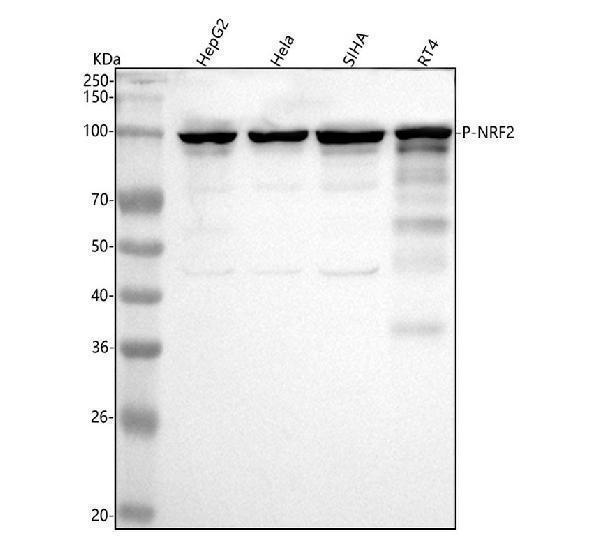 p00078 nrf2 primary antibodies wb testing 1