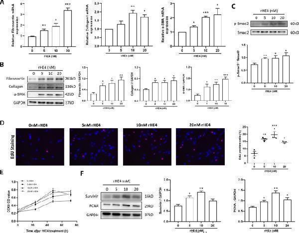 Recombinant HE4 promoted fibroblast-myofibroblast transition and fibroblastic proliferation