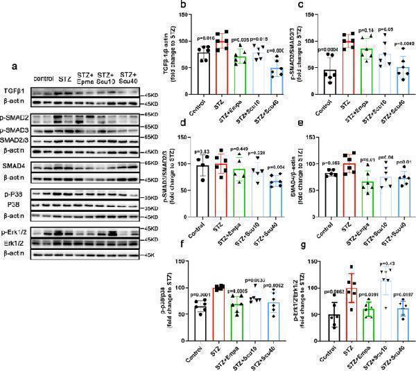 Scutellarin Inhibits TGF-β1 and Its Downstream Signalling Pathway