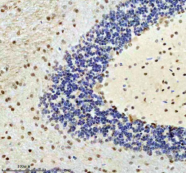 p00090 3 smad2 primary antibodies ihc testing 4