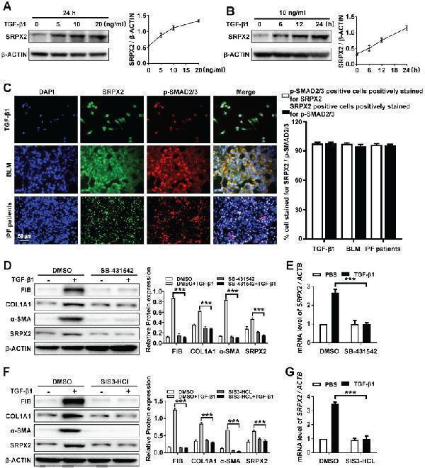 SRPX2 is elevated in fibroblasts in a TGF-β/SMADs manner
