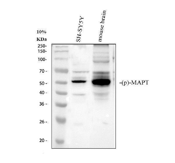 p00097 2 phospho tau s396 mapt primary antibodies wb testing 1