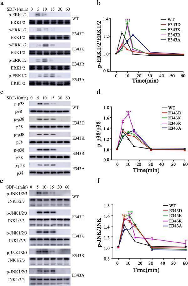 The effect of E343 mutation on MAPK signaling