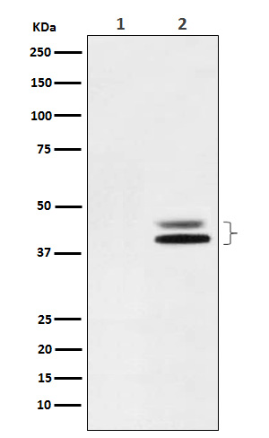 Western blot analysis of Phospho-ERK1 (T202) + ERK2 (T185) expression in (1) NIH/3T3 cell lysate; (2) NIH/3T3 cell lysate treated with PDGF