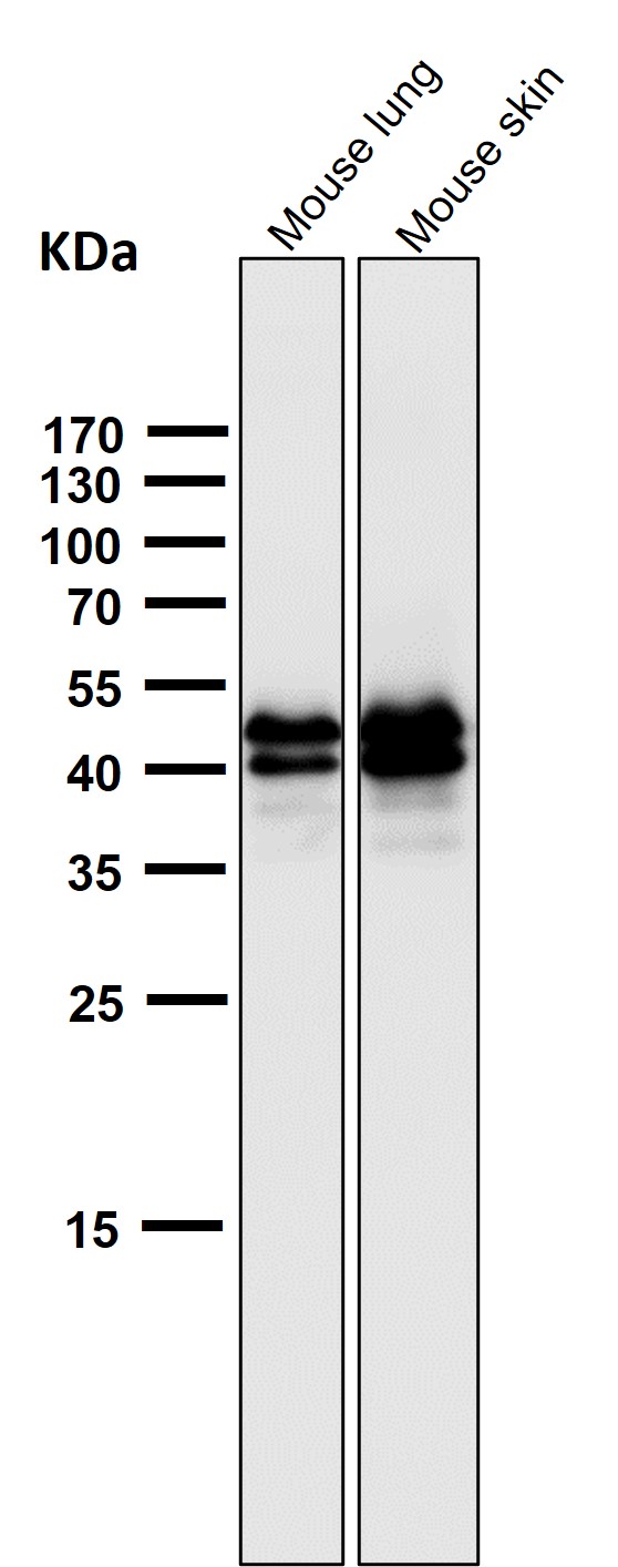 All lanes use the Antibody at 1:2K dilution for 1 hour at room temperature