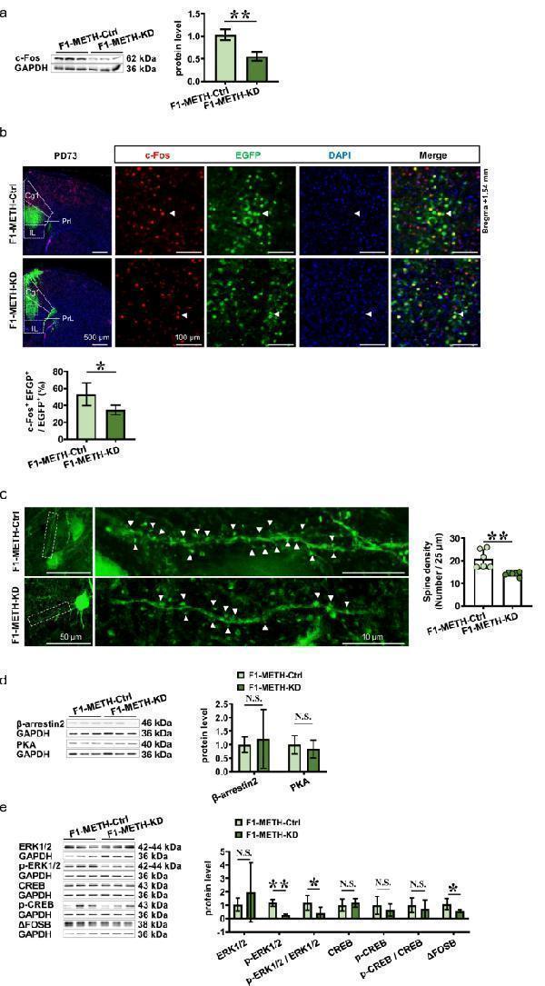 Effects of knocking-down ADRB1 CaMKII on mPFC activity and subsequent signals in METH-sired male F1