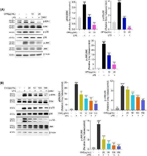 Effects of OPN and OVE on activation of MAPK signaling pathways in LPS-stimulated RAW264