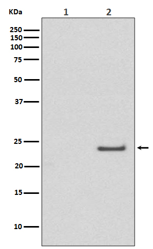 Western blot analysis of Phospho-Rac1/Cdc42 (Ser71) expression in (1) A431 cell lysate treated with LP; (2) A431 cell lysate