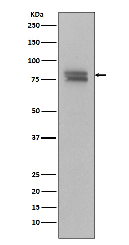 Western blot analysis of Phospho-v-Myb + c-Myb (S11) Antibody expression in Ramos cell lysate