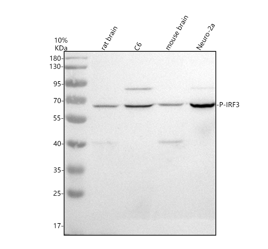 p00165 1 p irf3 primary antibodies wb testing 1