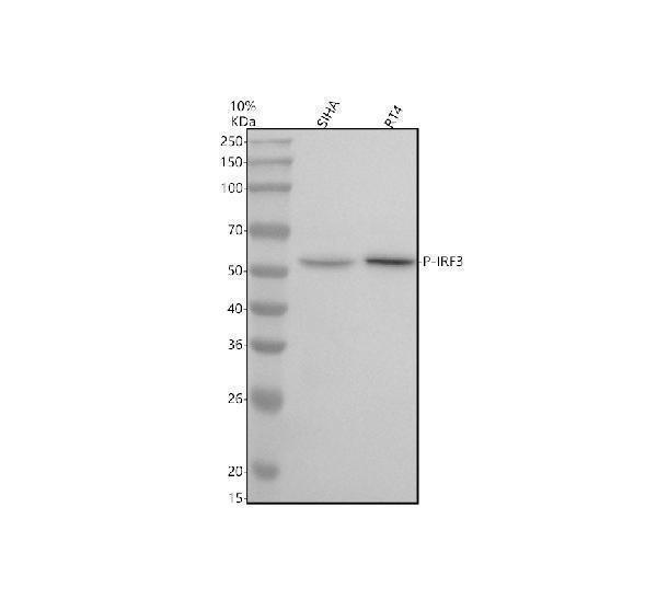 Western blot analysis of P-IRF3 using anti-P-IRF3 antibody (P00165)