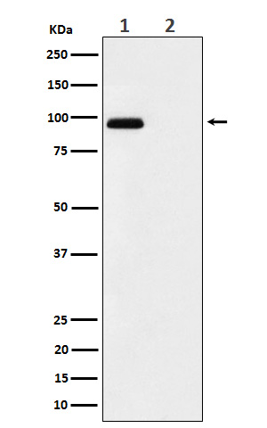 Western blot analysis of Phospho-FGFR3 (Y724) expression in (1) MCF7 treated with pervanadate cell lysate; (2) untreated