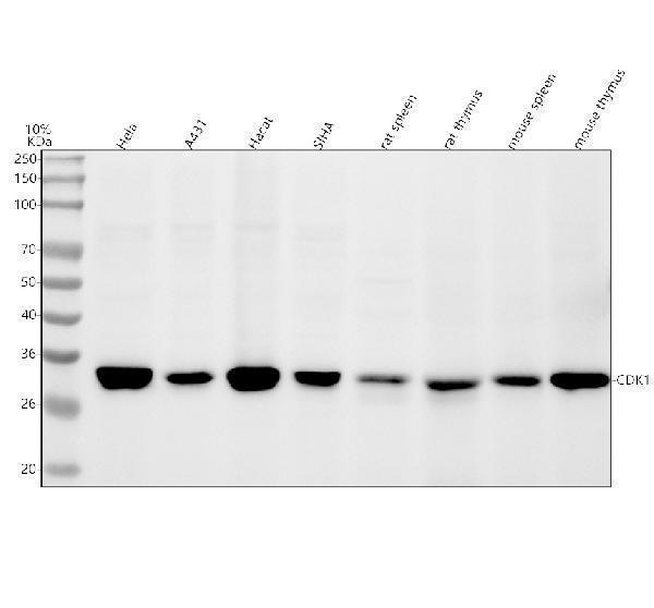 Western blot analysis of Phospho-Cdk1/2 (T14) using anti-Phospho-Cdk1/2 (T14) antibody (P00209-1)