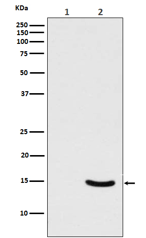 Western blot analysis of Phospho-alpha Synuclein (Ser129) expression in (1) 293T cell lysate; (2) 293T cell lysate transfected with Polo-Like Kinase 2 and alpha Synuclein