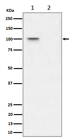Western blot analysis of Phospho-Nucleolin (T76) expression in (1) 293T cell lysate; (2) 293T cell treated with Lambda Phosphatase lysate