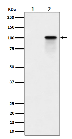 Western blot analysis of Phospho-Nucleolin (T84) expression in (1) K562 cell lysate; (2) K562 cell treated with Calyculin A lysate