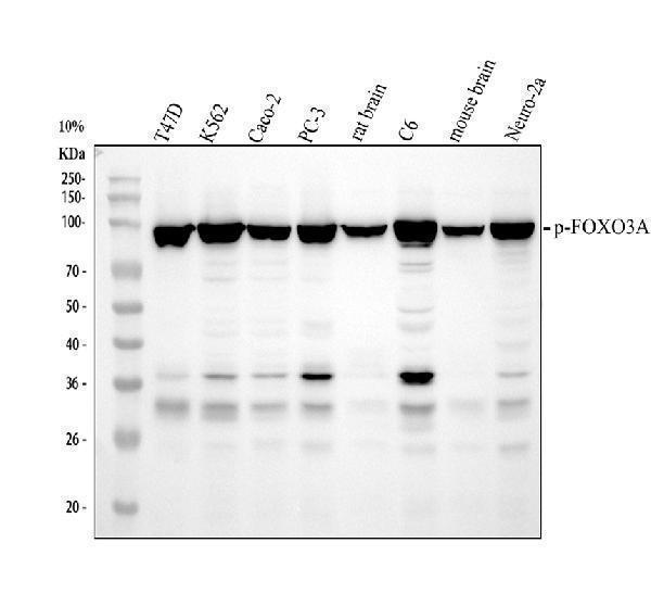 Western blot analysis of Phospho-FoxO3a (S253) using anti-Phospho-FoxO3a (S253) antibody (P00252)