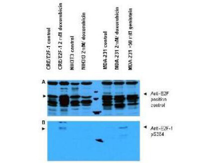 p00257 e2f1 primary antibodies wb testing 3