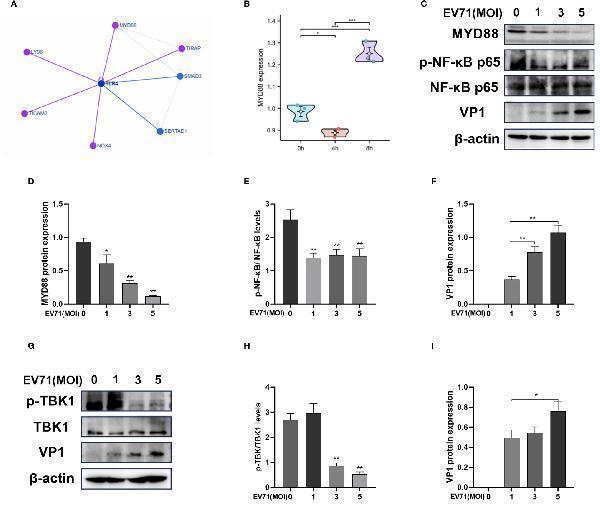 EV71 infection inhibits the TLR4/MYD88/NF-κB and TBK1 pathway