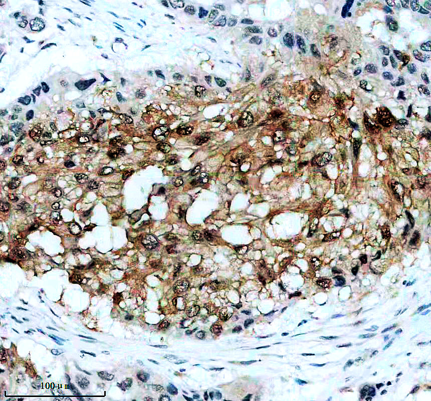 p00268 1 p irs1 primary antibodies ihc testing 1