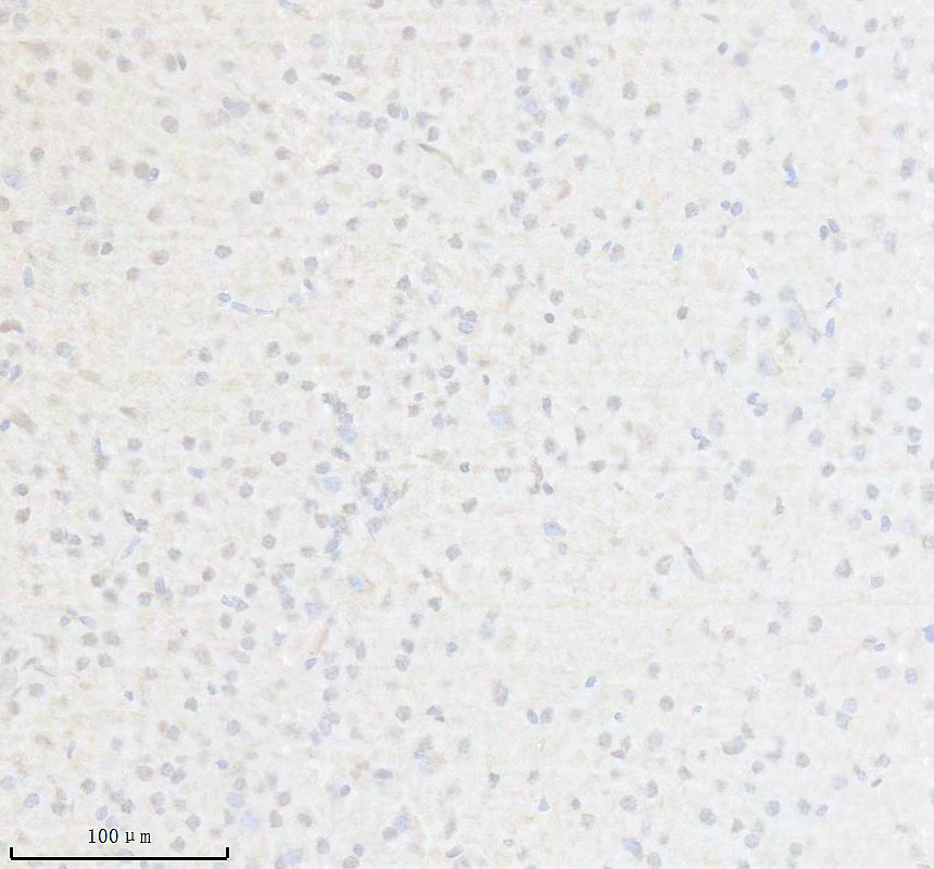 p00268 1 p irs1 primary antibodies ihc testing 2