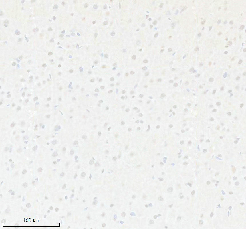 p00268 1 p irs1 primary antibodies ihc testing 3