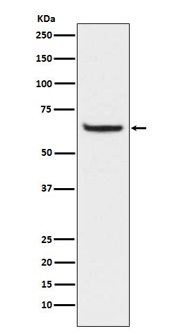 p00284 wb