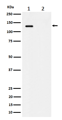 Western blot analysis of Phospho-MCM2 (S41) expression in (1) HeLa cell lysate; (2) HeLa cell treated with alkaline phosphatase lysate
