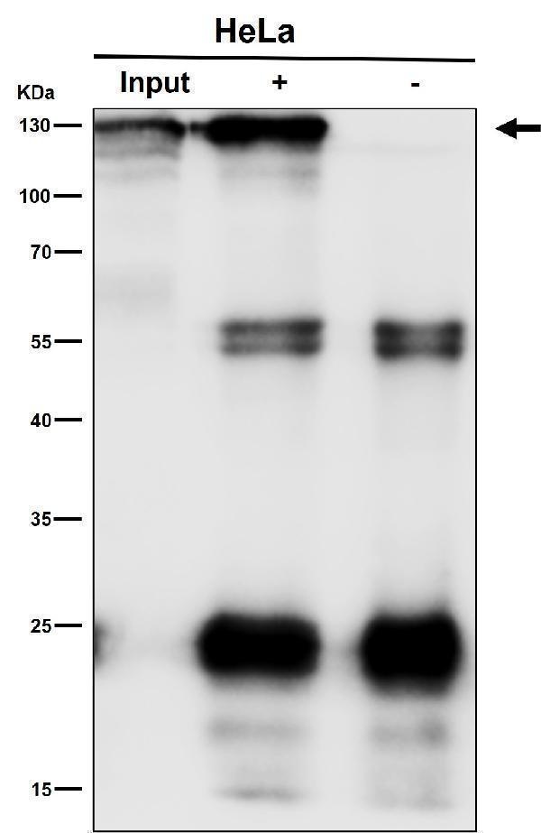 Immunoprecipitate (IP) analysis using the Antibody at 1:50 dilution