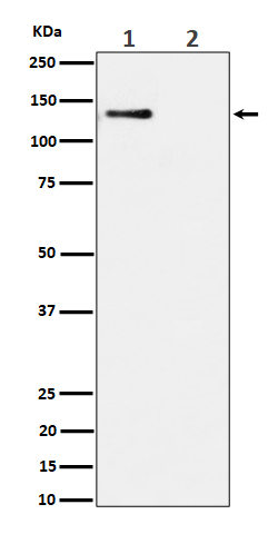 Western blot analysis of Phospho-MCM2 (S108) expression in (1) HeLa cell lysate; (2) HeLa cell treated with alkaline phosphatase lysate
