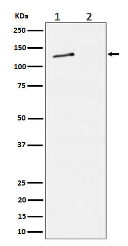 Western blot analysis of Phospho-MCM2 (S27) expression in (1) HeLa cell lysate; (2) HeLa cell treated with alkaline phosphatase lysate